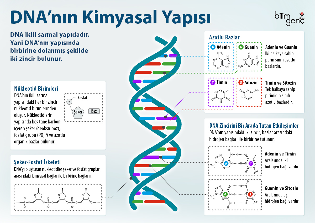 DNA Nükleotidlerinde Baz Sayısının Kesin ve Güncel Açıklaması [2026]